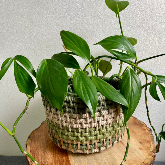 Earthy Coiled Basket